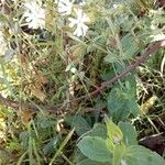 Silene latifolia Агульны выгляд