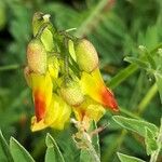 Astragalus penduliflorus Blüte