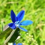 Gentiana utriculosa Flower