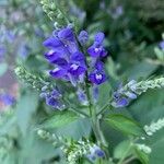 Scutellaria incana Blüte