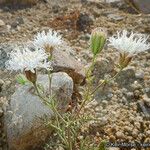 Chaenactis carphoclinia Blüte