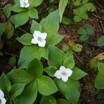 Cornus canadensis Flor