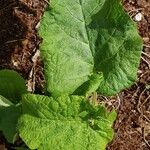 Arctium nemorosum पत्ता