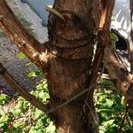 Tibouchina mutabilis Bark