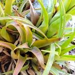 Aechmea recurvata Folha