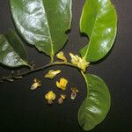 Diospyros cayennensis Квітка