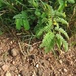 Chamaecrista fallacina Leaf