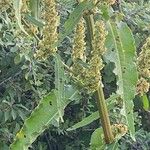 Rumex cristatus Leaf