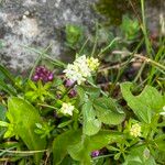 Galium saxatile Habit