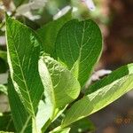 Hydrangea spp. Blad