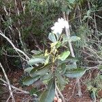 Cerberiopsis obtusifolia Hábito