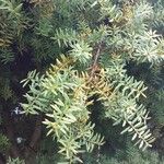 Podocarpus totara Blatt