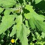 Chenopodium ficifolium Leaf