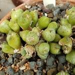 Conophytum taylorianum Leaf