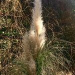 Cortaderia selloana Плод