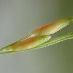 Panicum dichotomiflorum Плод