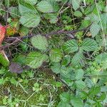 Rubus echinatus Foglia