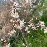 Prunus spinosaFlower