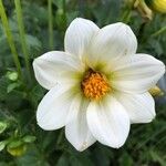 Dahlia merckii Flower