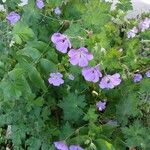 Geranium platypetalumFlor