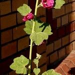 Alcea rosea Habit