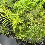 Thelypteris interrupta Folio