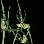 Brassia maculata Kukka