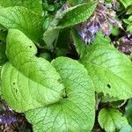 Trachystemon orientalis Deilen