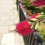 Callistemon coccineusFlower