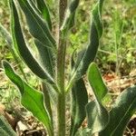 Hesperis tristis Hoja