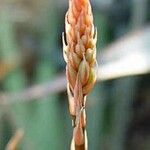 Aloe bellatula Blomma