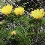 Adonis pyrenaica Blüte