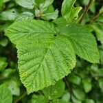 Rubus ulmifolius Feuille
