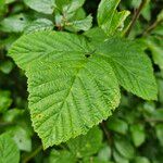 Rubus ulmifolius 葉