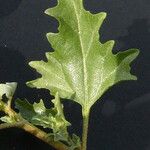 Atriplex rosea Leaf