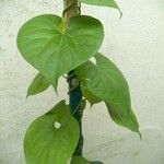Tinospora crispa Hoja