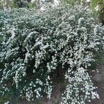 Spiraea × vanhouttei പുഷ്പം