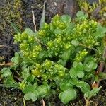 Saxifraga rivularis Habit