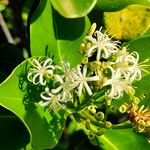 Erithalis fruticosa Flower