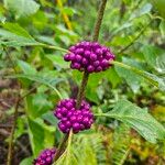 Callicarpa americanaFruit