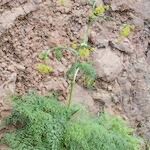 Ferula latipinna Hábito