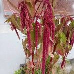 Amaranthus caudatus Flower