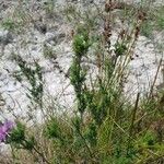 Artemisia chamaemelifolia Lapas