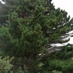 Pinus nigra 葉