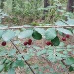 Cotoneaster zabeliiFlower