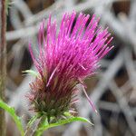 Cirsium andersonii Flor