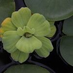 Pistia stratiotesHoja