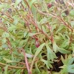 Saxifraga rosacea Leaf