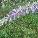 Campanula spicata Blüte