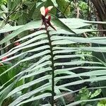 Freycinetia cumingiana Folha